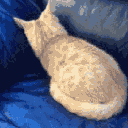 GiLi GiLi GaPPa