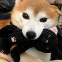 shiba’s roblox shop's icon