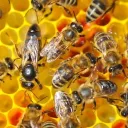 Fire ant colony RP Discord Server Icon