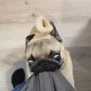 よっぺ2