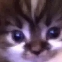 ❛　⁺ 　 ⊹　bla﹒niva ﹒ ?　⊹　⁺ 　 ❛