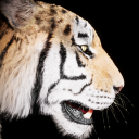 Untamed Kingdom icon