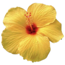 Discovery icon for ֶָ֢ 𓏻 🍍 /yokashi       ₍ 1.3 ₎    gws     .     social    .  active  ♡֯    ｡ Discord server