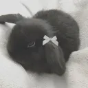 bunnys paradise