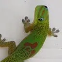 The Gecko Server