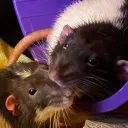 FortheloveofRats