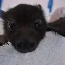 The Bat Cove