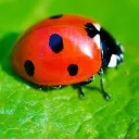 Ladybug