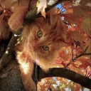 kittybamboo 🍂 social  🎃 nitro 🦇 icon