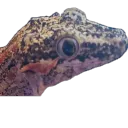 dragon noopp worl