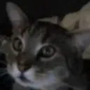 official commando discord