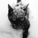 SNOWCATS â… Server Icon