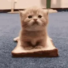 samloveskittens Icon