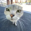 GUCK43