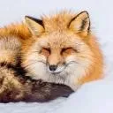 Professional help maylizrot In... Discord Server Icon