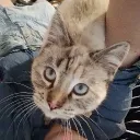 Cat Pics Server
