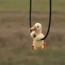 Servidor Oculto 🐤