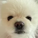 Wanted Wantoes