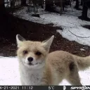 kitsune