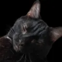 Bagheera And Bramble's Fur Haven