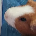 gus gus fan club