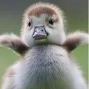 Duckyf14's Pond