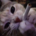 Cats Hangout Server Icon