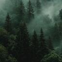 Silent Forest ( Segunda temporada ) Discord Server Icon