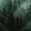 Silent Forest ( Segunda tempor... Discord Server Icon