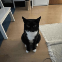 Chiguir Discord server icon