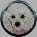 Poodle | Solana's first charity Memecoin