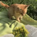 Bipidibapodiboo 𐙚ྀི Discord Server Icon