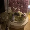 Bird Hub 🐦🐦🐦🐦🦜🦜🦜🦜's icon