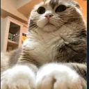 猫崇拝サーバー