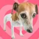 El perrito Discord Server Icon