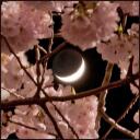 The orchid moon coven Discord Server Icon