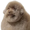RTSFZ Frostyers