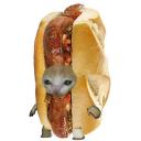 gato choripan