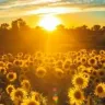Sunflower Gardens 18+