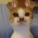 Meowverse