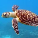 Turtle Gang