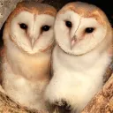 The Roost! (DatMightyOwl)
