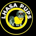LHASA PUPS