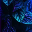 Bot Command Center's icon