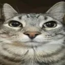 meow Discord Server Icon