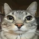 meow