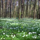 Artists Grove