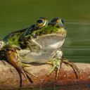 ToadsSquad