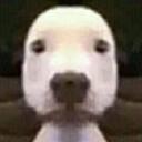 Casa do cachorro      Discord Server Icon