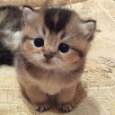 The Kitten Cafe